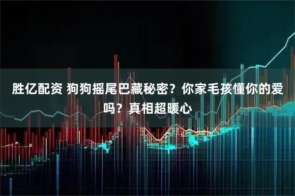 胜亿配资 狗狗摇尾巴藏秘密？你家毛孩懂你的爱吗？真相超暖心