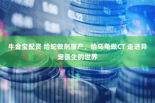 牛金宝配资 给蛇做剖腹产、给乌龟做CT 走进异宠医生的世界